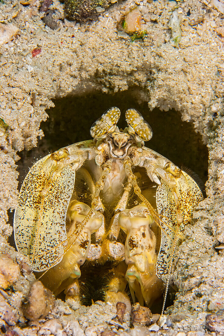 Ein genauer Blick auf eine Gottesanbeterin (Lysiosquillina maculata) am Eingang zu ihrem Bau; Yap, Föderierte Staaten von Mikronesien