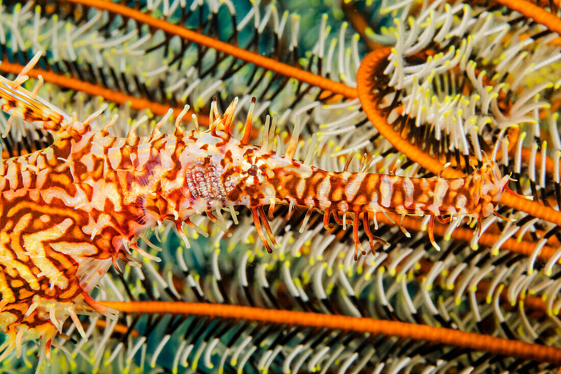 An ornate ghost pipefish, also known as a harlequin ghost pipefish (Solenostomus paradoxus); Philippines