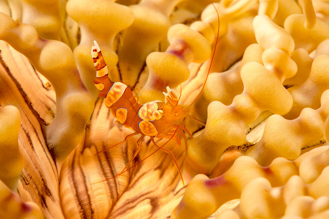 A close look at a squat shrimp (Thor amboinensis), on a beaded anemone (Heteractis aurora).  This anemone has been found as host to 7 different species of clownfish as well as the domino damselfish; Philippines