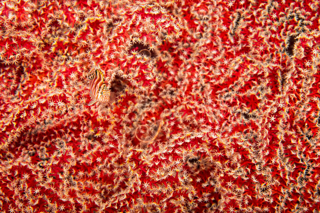 Ein Fadenfisch (Cirrhitichthys aprinus), der auf einem Teil eines riesigen Gorgonien-Korallenfächers sitzt; Philippinen