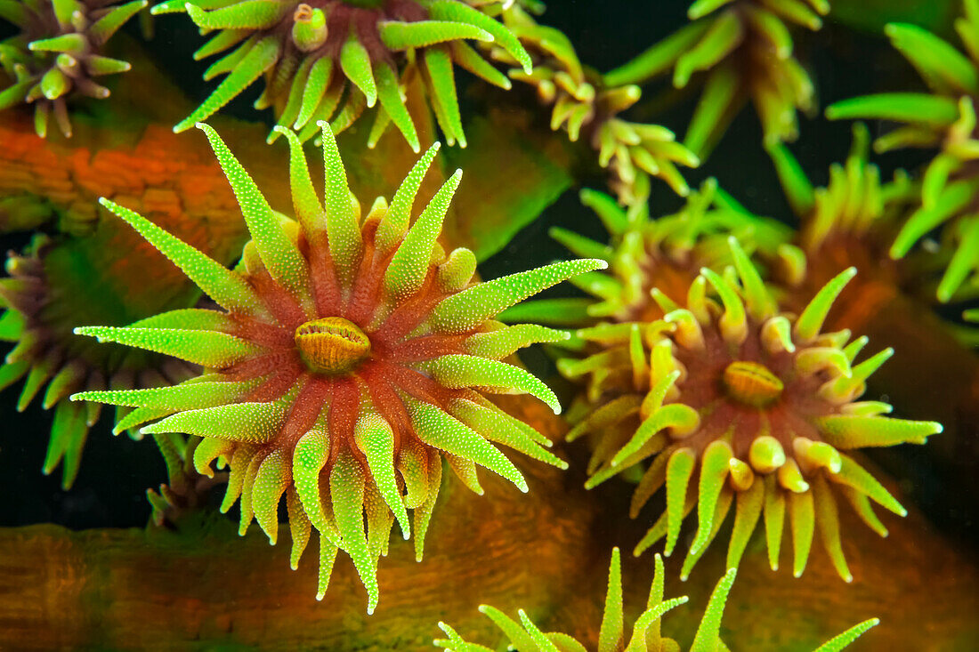 Ein Polyp einer Kolonie grüner Röhrenkorallen (Tubastrea micrantha) bei der nächtlichen Nahrungsaufnahme; Fidschi-Inseln