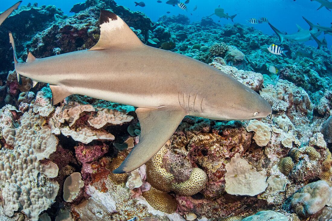 Blacktip reef shark (Carcharhinus melanopterus; Yap, Micronesia