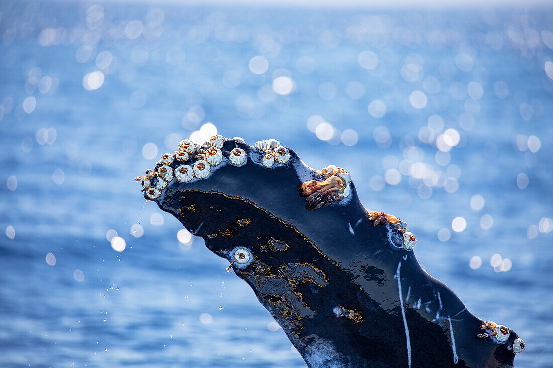 Acorn barnacles (Coronula diaderma) and goose neck barnacles (Conchorderma auritum) attached to the pectoral fin of a humpback whale (Megaptera novaeangliae). An adult whale can carry as much as 1,000 lbs of barnacles; Hawaii, United States of America