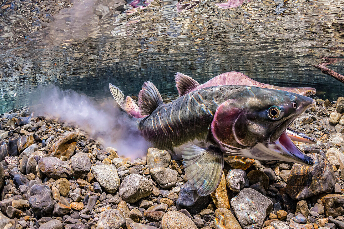 Pink Salmon (Oncorhynchus gorbuscha) in the act of spawning in a small creek on the Copper River Delta near Cordova; Alaska United States of America