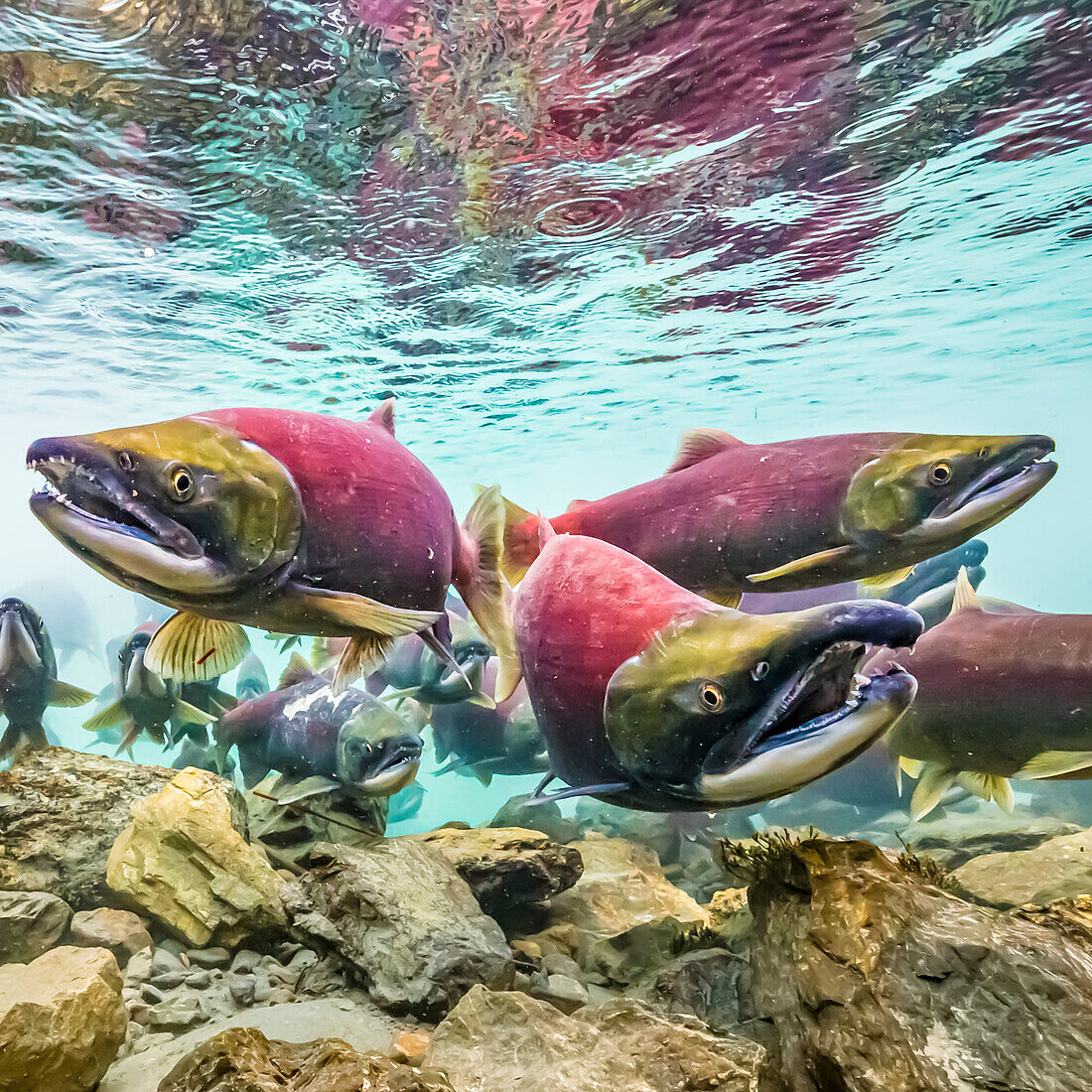 Sockeye-Lachs (Oncorhynchus nerka) in der Hochzeitsfärbung auf dem Weg zu seinen Laichgründen. Unterwasseraufnahme während des Sommers im Power Creek, in der Nähe von Cordova; Alaska, Vereinigte Staaten von Amerika