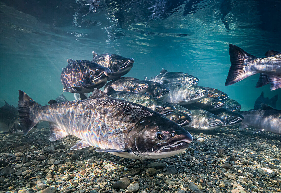 Ozeanfarbener Coho-Lachs (Oncorhynchus kisutch) auf seiner Laichwanderung in einem Fluss in Alaska zu Beginn des Herbstes. Obwohl sie sich im Süßwasser befinden, deutet ihre leuchtende Färbung darauf hin, dass sie noch einige Zeit warten müssen, bis sie ausgewachsen sind und laichen können; Alaska, Vereinigte Staaten von Amerika
