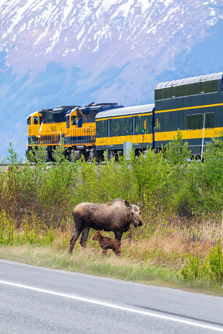 Elchkuh (Alces alces) mit ihrem neugeborenen Kalb zwischen dem Seward Highway und den Eisenbahnschienen der Alaska Railroad, südlich von Anchorage, Süd-Zentral-Alaska; Alaska, Vereinigte Staaten von Amerika