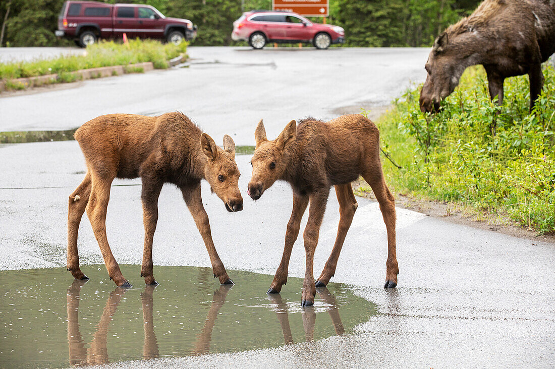 Zwei Elchkälber (Alces alces) trinken an einer Pfütze im Denali National Park and Preserve. Die Elchkuh ist hinter ihnen, ebenso wie der Verkehr auf der Parkstraße, Inneres Alaska; Alaska, Vereinigte Staaten von Amerika