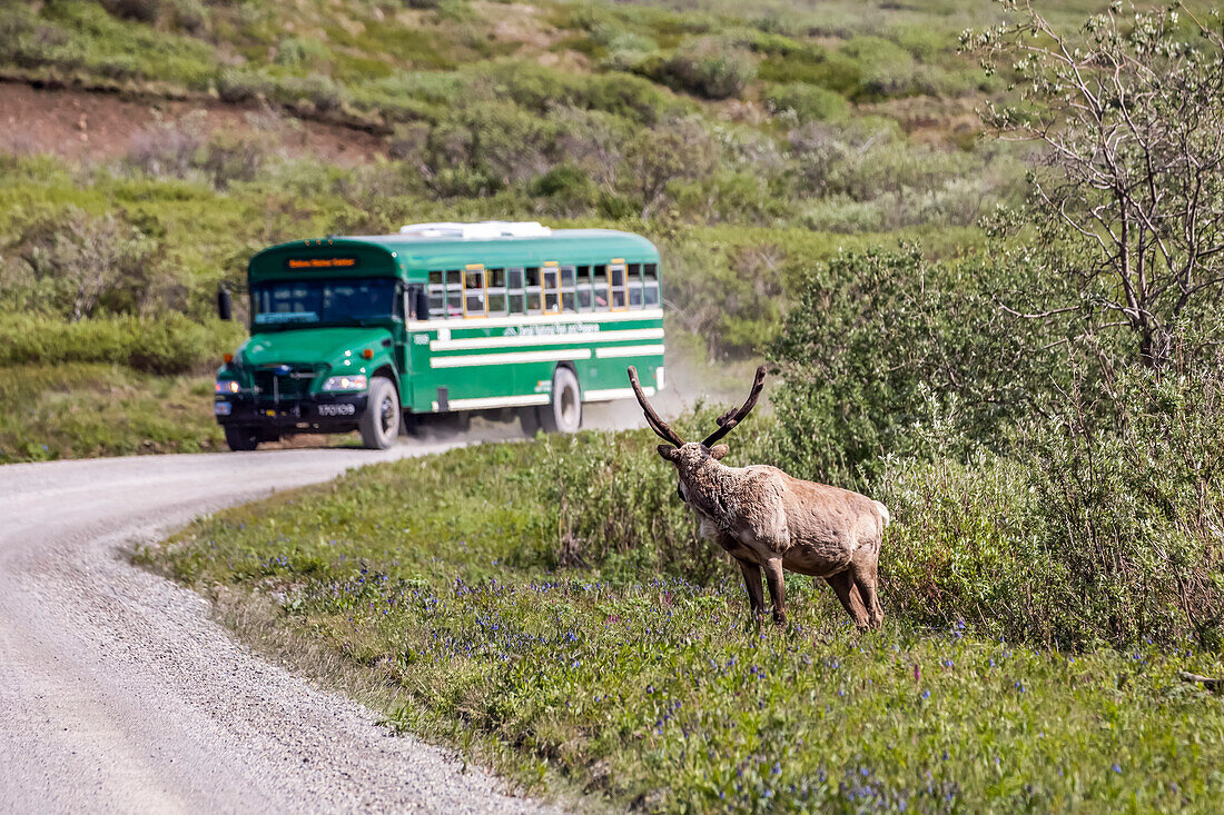 A bull caribou (Rangifer tarandus) with antlers still in velvet prepares to cross the Park road in Denali National Park and Preserve just as tour bus approaches, Interior Alaska; Alaska, United States of America