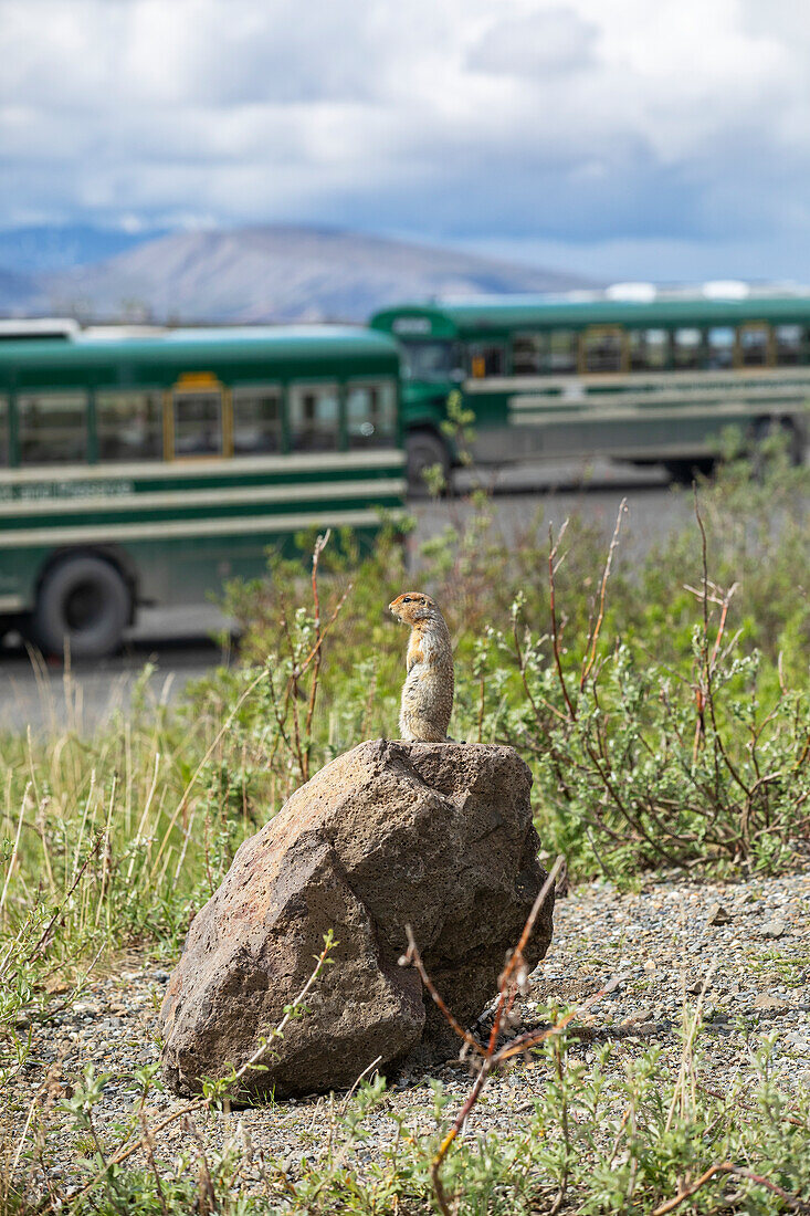 An Arctic Ground Squirrel (Urocitellus parryii) sits atop a rock chirping. In the background are some of the tour and shuttle buses at Denali National Park and Preserve, Interior Alaska; Alaska, United States of America