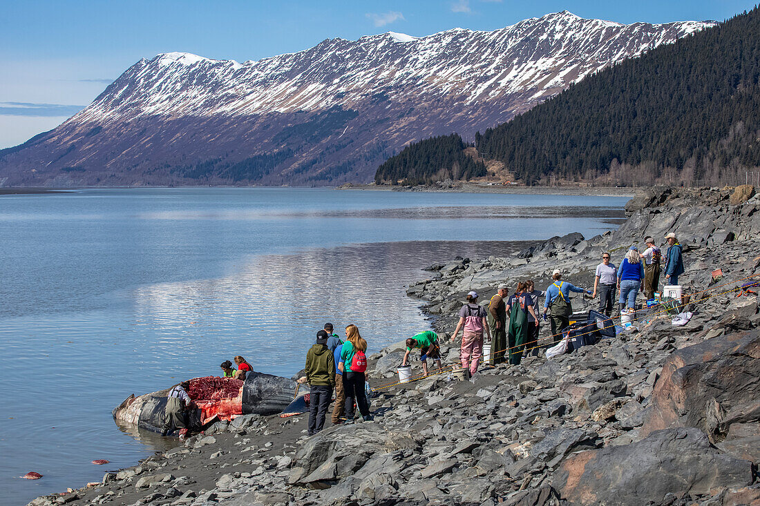 Wissenschaftler und Subsistenzjäger ernten Fleisch und Teile dieses Grauwals, der an der Küste des Turnagain Arm gestrandet war, Süd-Zentral-Alaska; Alaska, Vereinigte Staaten von Amerika