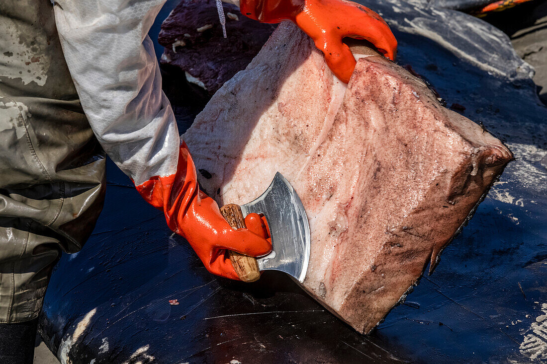 Wissenschaftler und Subsistenzjäger ernten Fleisch und Teile dieses Grauwals (Eschrichtius robustus), der an der Küste des Turnagain Arm, im südlichen Zentralalaska, Alaska, Vereinigte Staaten von Amerika, gestrandet ist, zu Studienzwecken