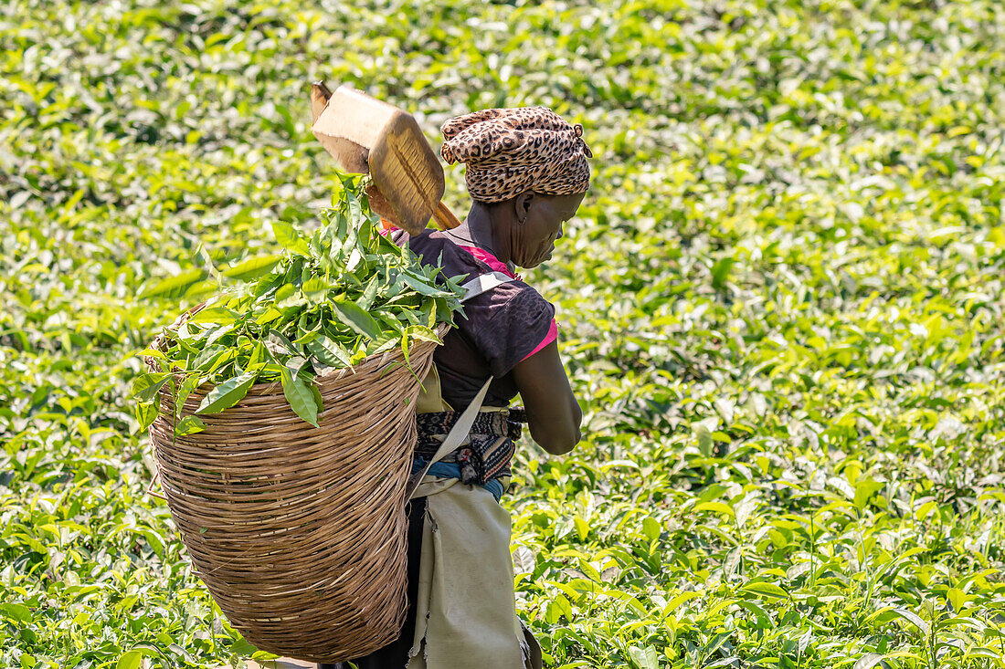 Woman harvesting tea at a plantation, Kibale National Park; Western Region, Uganda