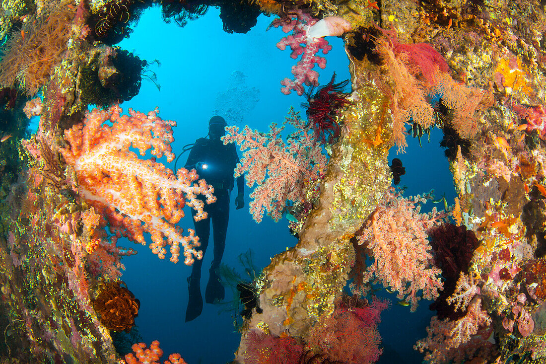 Ein Taucher erkundet das korallenverkrustete Wrack der Liberty; Tulamben, Bali, Indonesien.