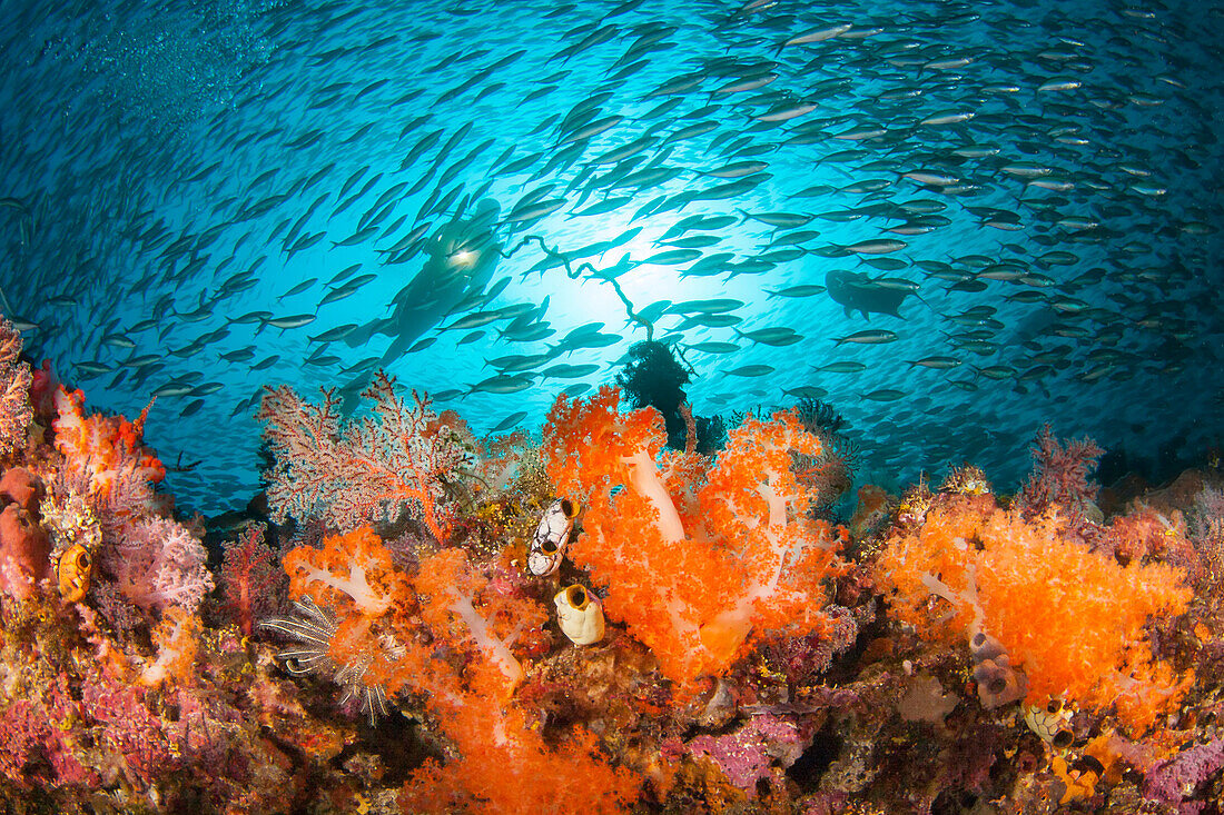 Füsilierschwärme und Alcyonenkorallen dominieren diese Riffszene mit einem Taucher; Komodo, Indonesien