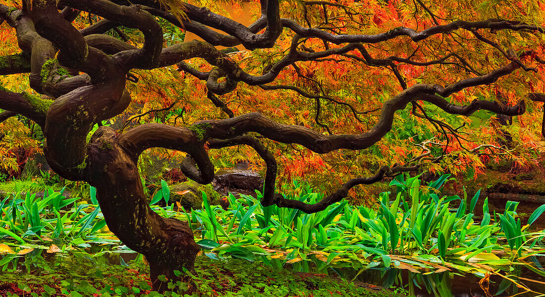 Japanischer Ahorn in Herbstfarben, Baum der Hoffnung; Vancouver, British Columbia, Kanada