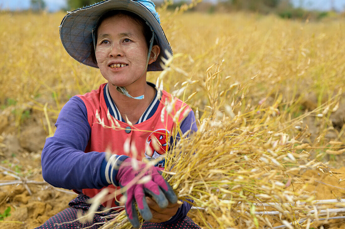 A woman farming grain; Taungyii, Shan State, Myanmar