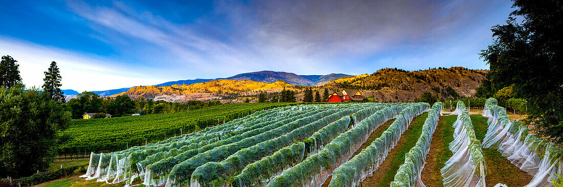 Vineyard and Cascade Mountains at dusk, vines covered with plastic, Okanagan Valley; British Columbia, Canada