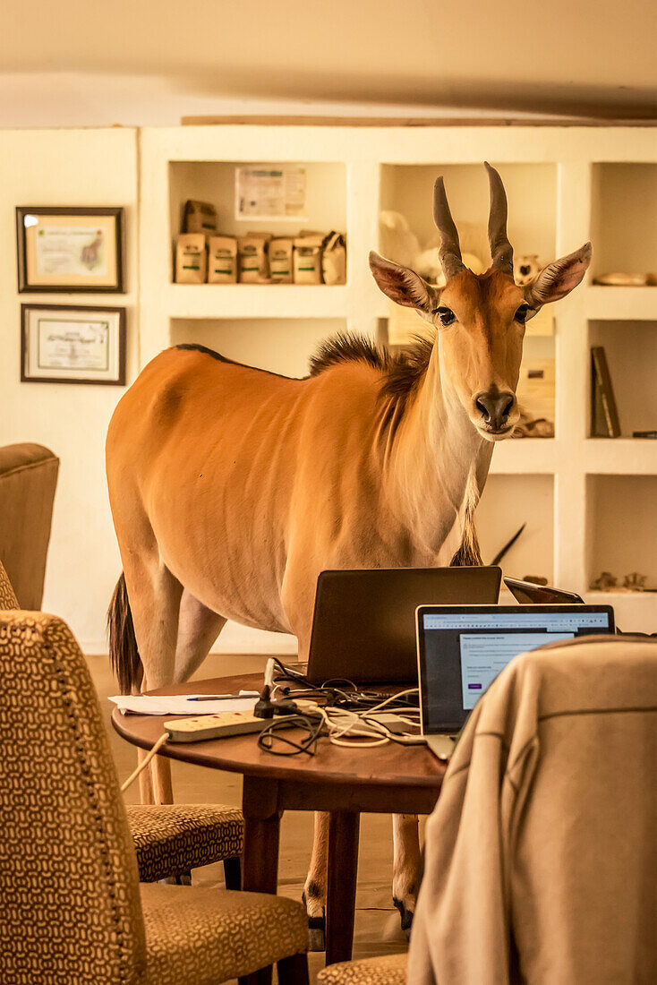Eland (Connochaetes taurinus) stands in business centre behind laptops, Cottar's 1920s Safari Camp, Maasai Mara National Reserve; Kenya