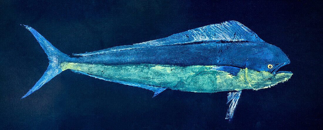 Ein Fischdruck eines Mahi-mahi, auch bekannt als Goldbrasse oder Delphinfisch. Gyotaku ist die traditionelle japanische Methode des Fischdrucks, eine Praxis, die bis in die Mitte des 18. Diese Form des Drucks wurde von Fischern verwendet, um ihre Fänge zu dokumentieren, hat sich aber inzwischen zu einer eigenen Kunstform entwickelt; Hawaii, Vereinigte Staaten von Amerika