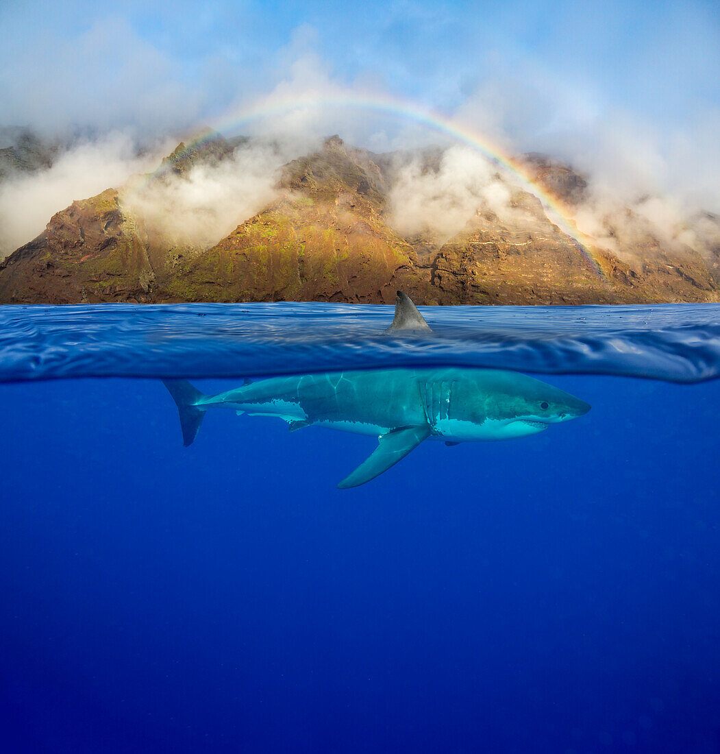 Dieser Weiße Hai (Carcharodon carcharias) wurde unter einem frühmorgendlichen Regenbogen vor der Insel Guadalupe, Mexiko, fotografiert. Drei Bilder wurden für dieses Foto kombiniert, das halb oben, halb unten ist; Guadalupe Island, Mexiko
