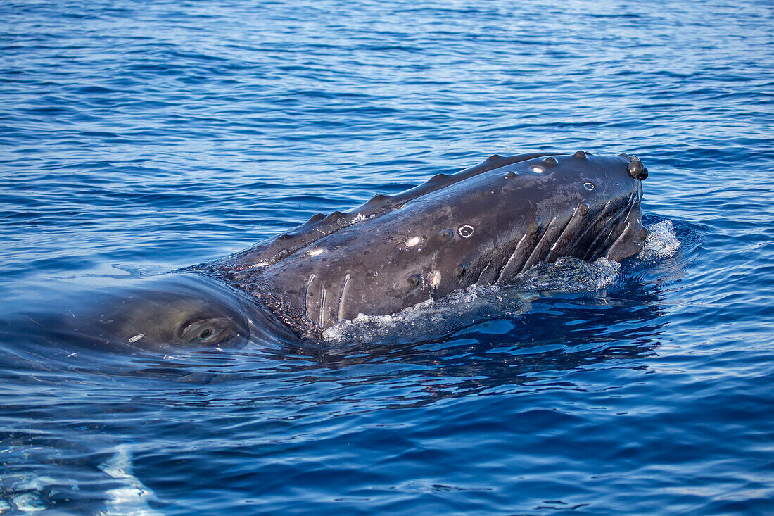This humpback whale (Megaptera novaeangliae) gets a quick look through the surface just before it exhales. Also visible on the bumps or tubercles are the whale's hair. One hair for each bump; Hawaii, United States of America