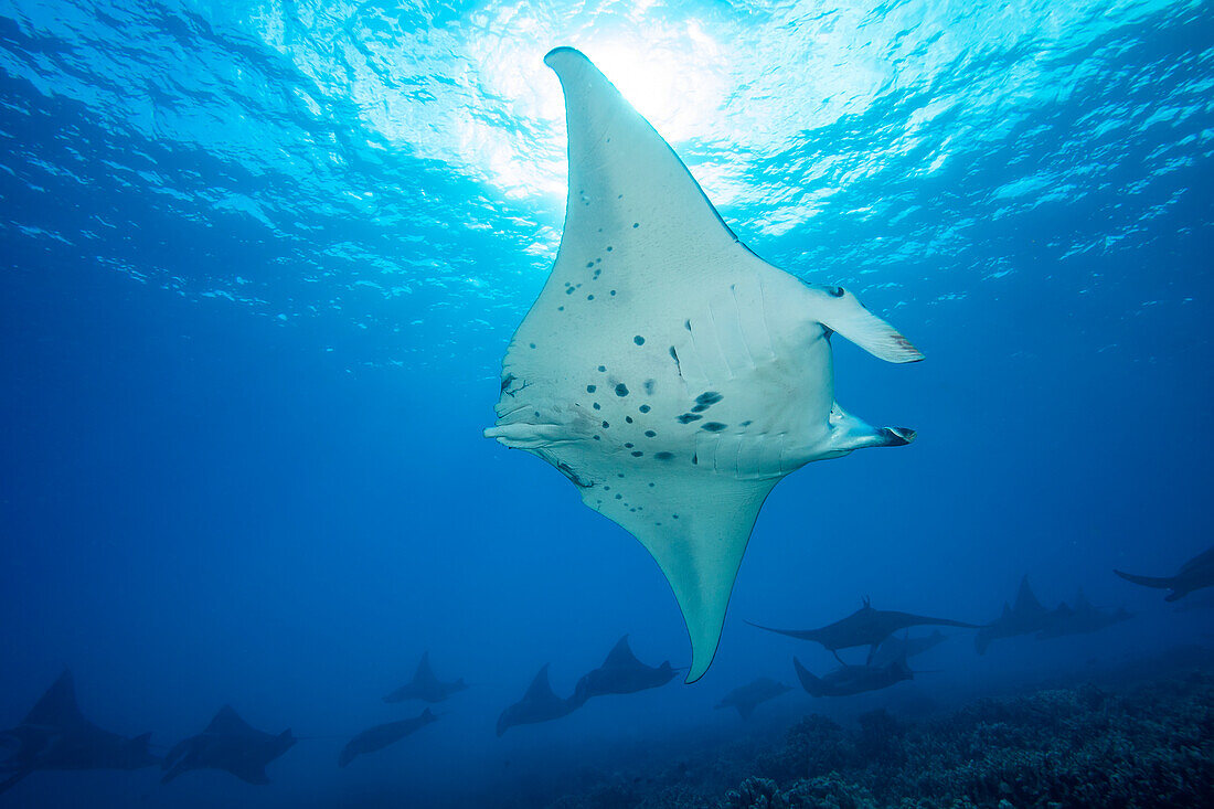 Riffmanta-Rochen (Manta alfredi) kreuzen in einem Paarungszug über die Untiefen vor Ukumehame. Dem Männchen im Vordergrund fehlt der Schwanz, und die eine Kopfflosse ist eingerollt, während die andere verlängert ist; Maui, Hawaii, Vereinigte Staaten von Amerika