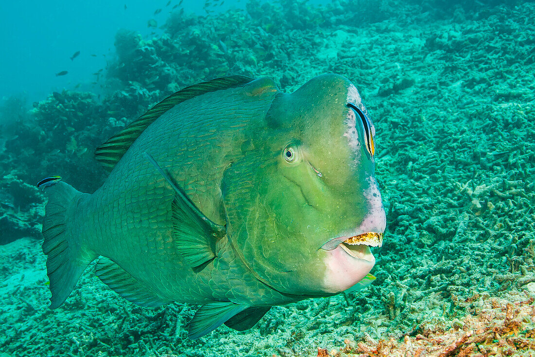 Putzerlippfisch (Labroides dimidiatus) bei der Inspektion eines Büffelkopf-Papageifisches (Bolbornetopon muricatum); Sipidan-Insel, Malaysia