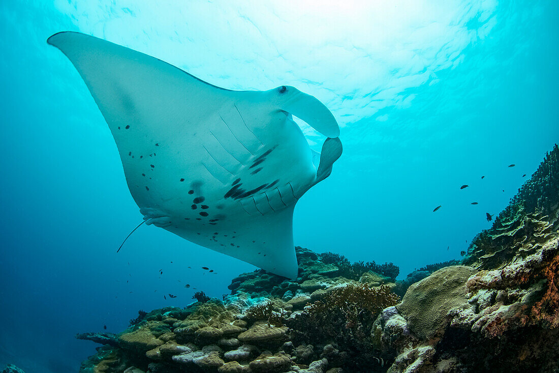 Mantarochen (Manta alfred) beim Gleiten über eine Putzerstation im Goofnuw Channel; Yap, Föderierte Staaten von Mikronesien