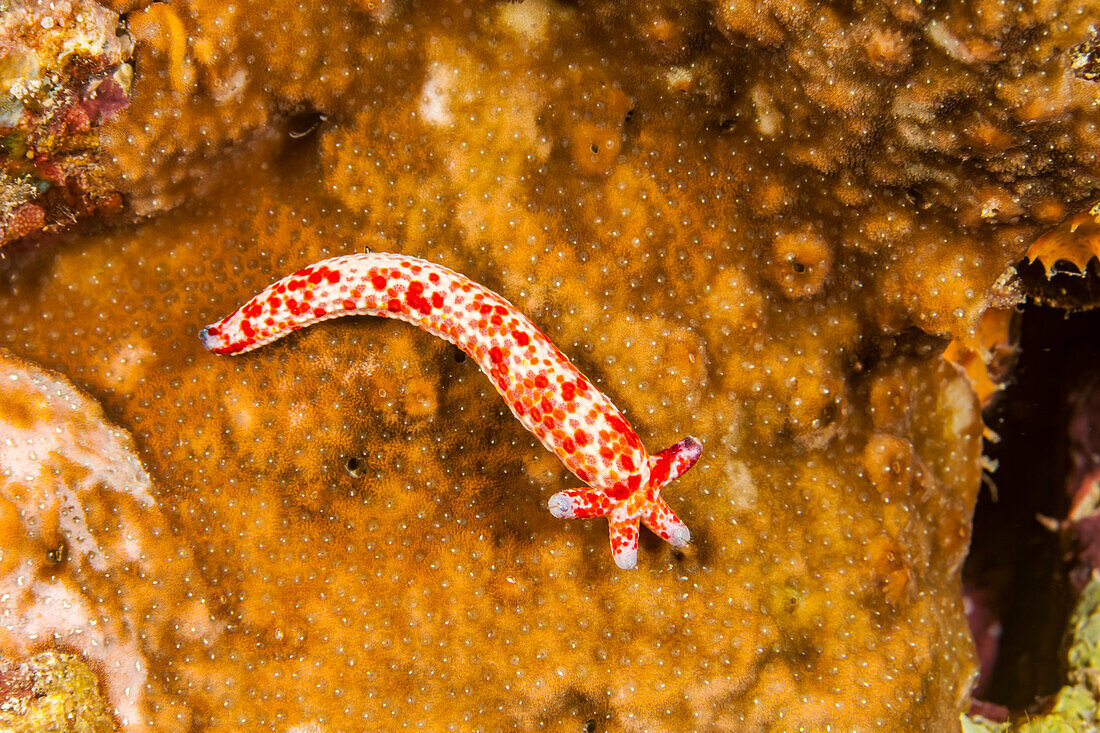 This seastar (Linckia multifora) is regenerating itself from a single arm; Fiji