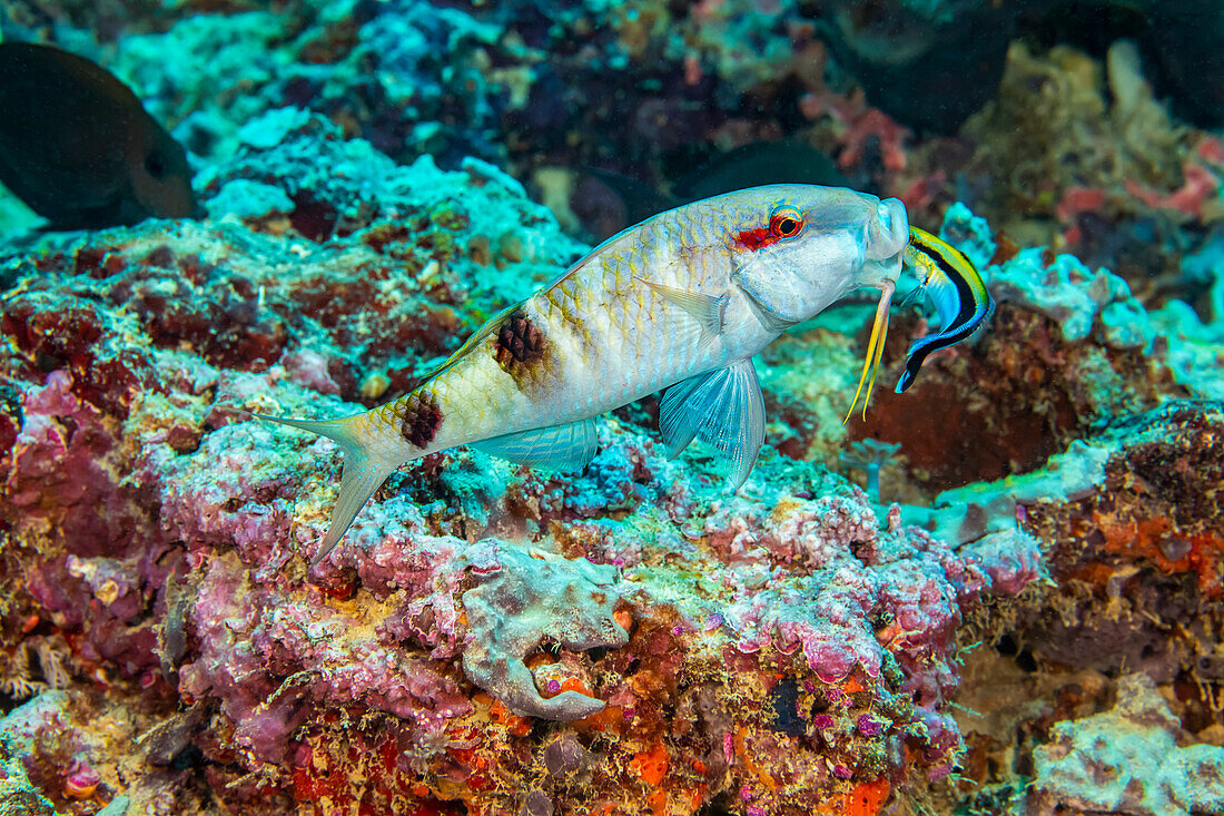 Dieser Zackenbarsch (Parupeneus multifasciatus) öffnet sich weit, um von einem Blaustirn-Putzerlippfisch (Labroides dimidiatus) an einem Riff vor der Insel Yap inspiziert zu werden; Yap, Föderierte Staaten von Mikronesien