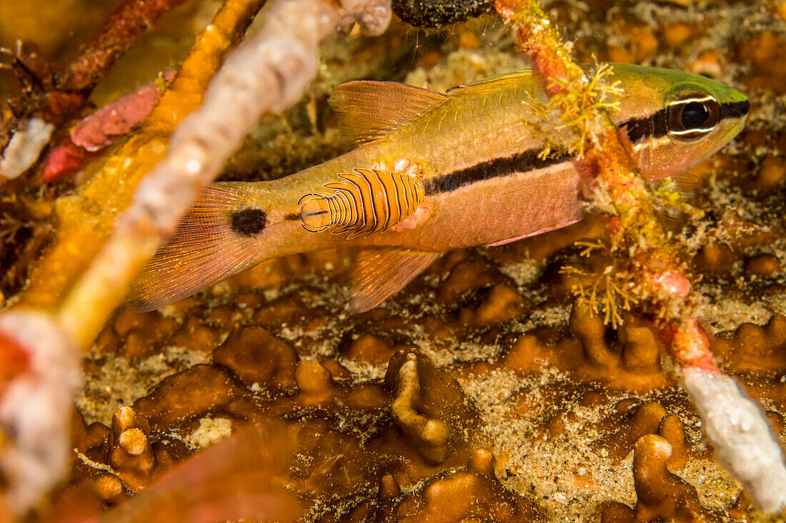 Spurcheek cardinalfish (Apogon fraenatus) with a large parasitic isopod (Nerocila sp). The cardinalfish will eventually perish from this marine vampire; Philippines