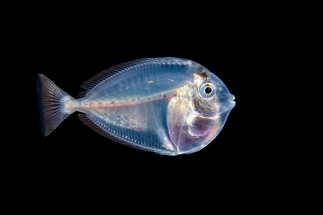 This image was captured a mile off the island of Yap at night with the bottom 1000+ feet below. At just two inches in length this appears to be the larval stage of a surgeonfish (Acanthuridae); Yap, Federated States of Micronesia