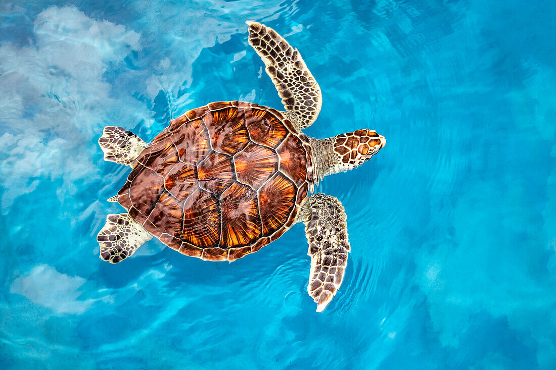 Eine junge grüne Meeresschildkröte (Chelonia mydas), eine vom Aussterben bedrohte Art, mit einem sehr sauberen Panzer, knapp unter der Wasseroberfläche; Maui, Hawaii, Vereinigte Staaten von Amerika