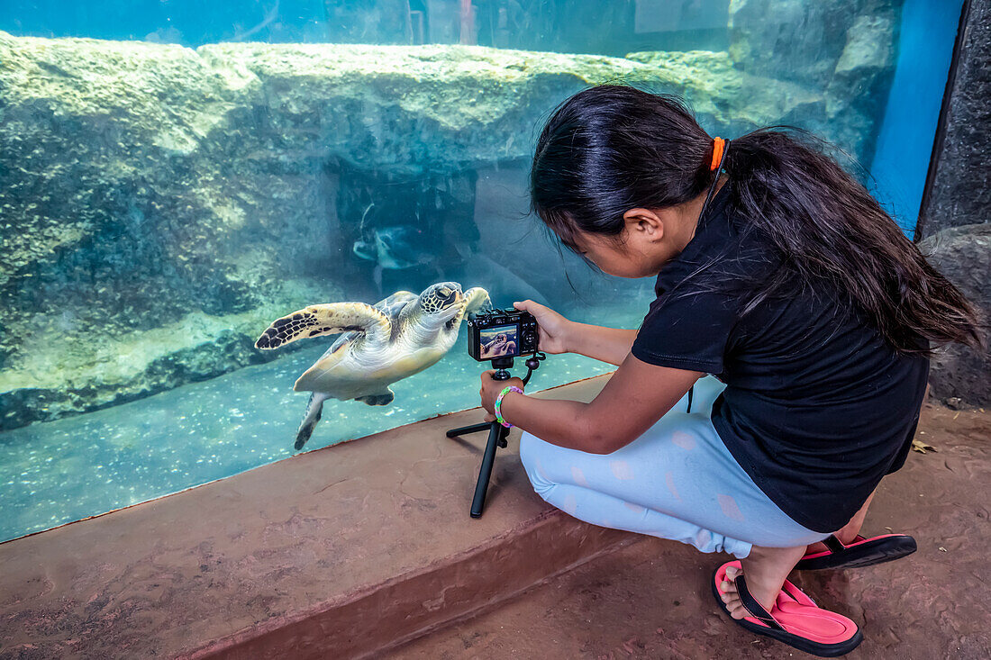 Ein Mädchen fotografiert eine grüne Meeresschildkröte (Chelonia mydas), eine gefährdete Art, im Maui Ocean Center; Maui, Hawaii, Vereinigte Staaten von Amerika