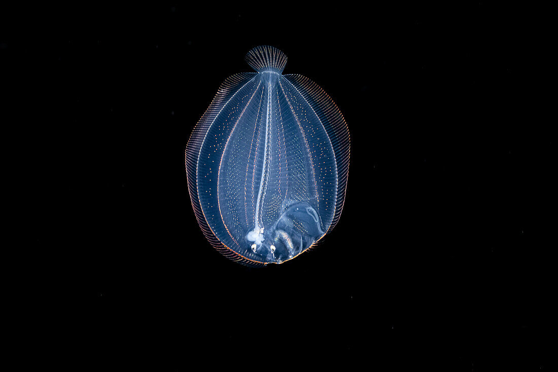 This image was captured a mile off the island of Yap at night with the bottom 1000+ feet below. At just two inches in length this appears to be the larval stage of a flounder; Yap, Micronesia