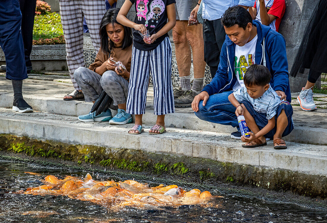 Menschen füttern Kois (Cyprinus rubrofuscus) in einem Teich, Tirta Gangga; Bali, Indonesien