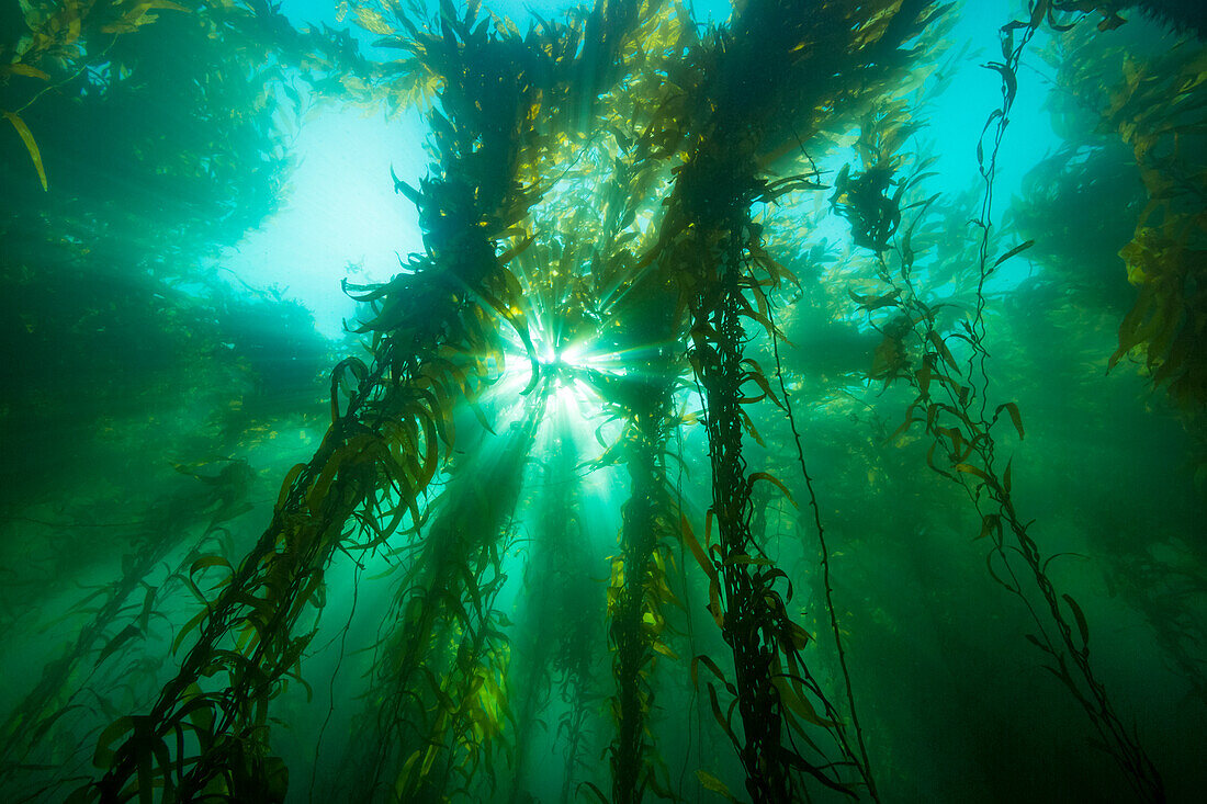 Sonnenlicht, das durch einen Wald aus Riesentang (Macrocystis pyrifera) fällt, vor der Insel Santa Barbara; Kalifornien, Vereinigte Staaten von Amerika