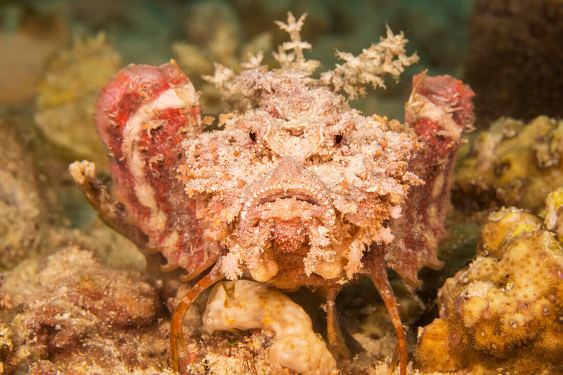 The venomous demon stinger or spiny devilfish (Inimicus didactylus) deserves its impressively fearsome names. It can cause pain or death; Philippines