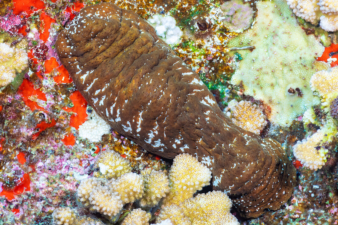 The white spotted sea cucumber (Actinopyga mauritiana) reaches about 8 inches in length; Hawaii, United States of America
