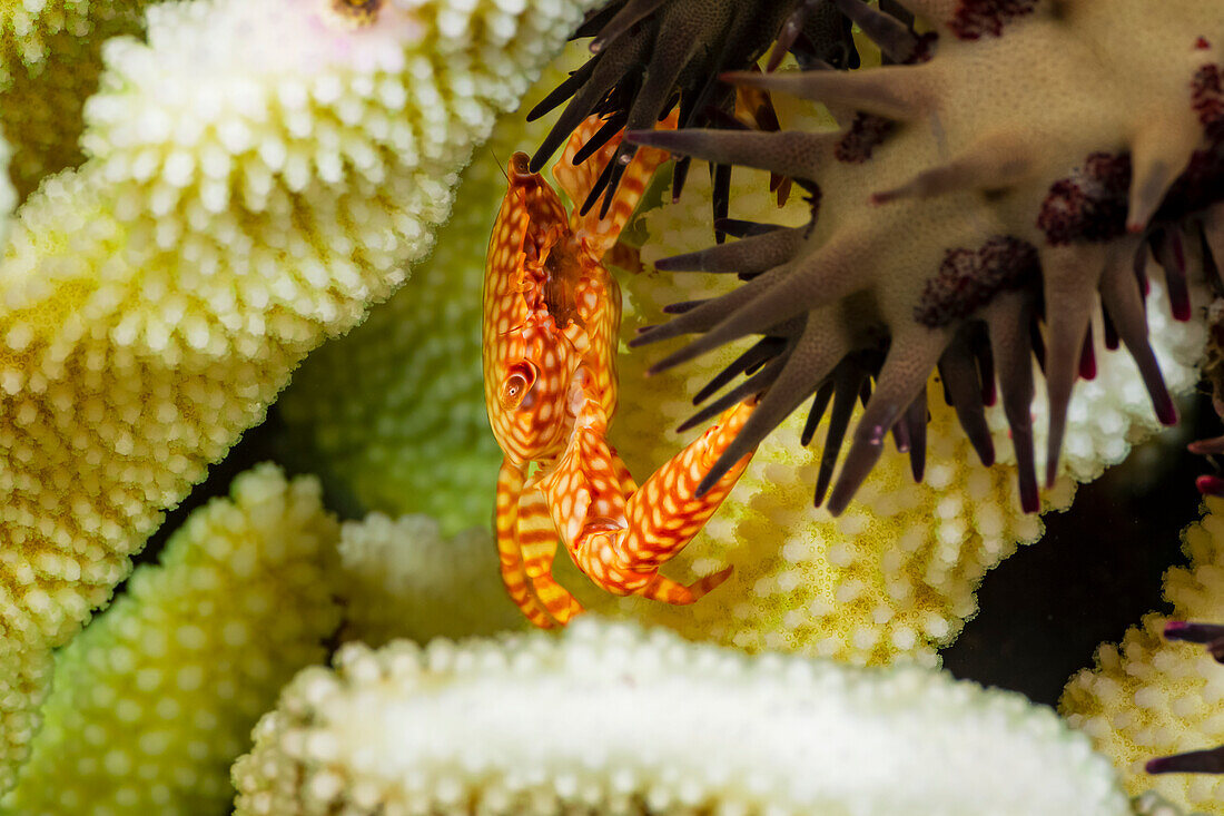 Diese Gelbgefleckte Gardekrabbe (Trapezia flavopunctat) kneift in die Röhrenfüße eines Dornenkronen-Seesterns (Acanthaster planci), um ihr Zuhause, die Geweihkoralle (Pocillopora eydouxi), zu verteidigen. Er hört nicht eher auf, bis er den Eindringling vertrieben hat, der dann zu einer nicht so gut verteidigten Mahlzeit weiterzieht; Hawaii, Vereinigte Staaten von Amerika