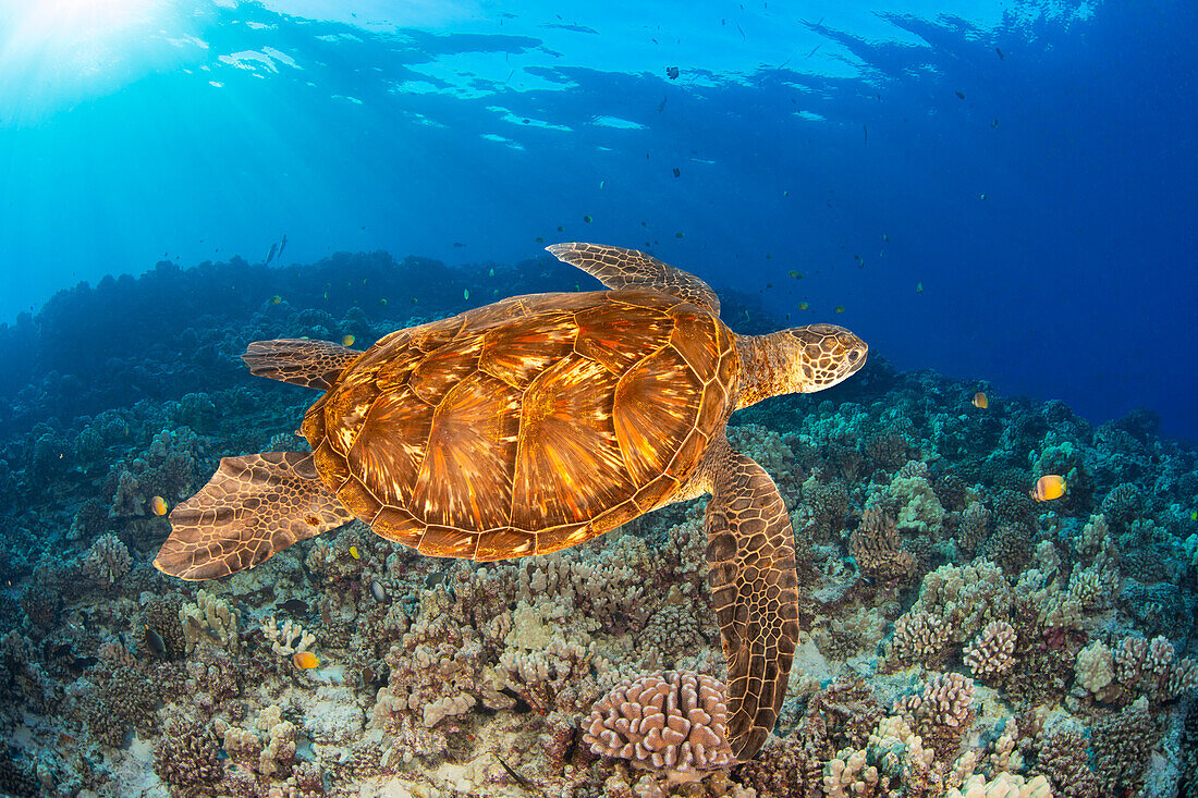 Grüne Meeresschildkröte (Chelonia mydas), eine gefährdete Art; Hawaii, Vereinigte Staaten von Amerika