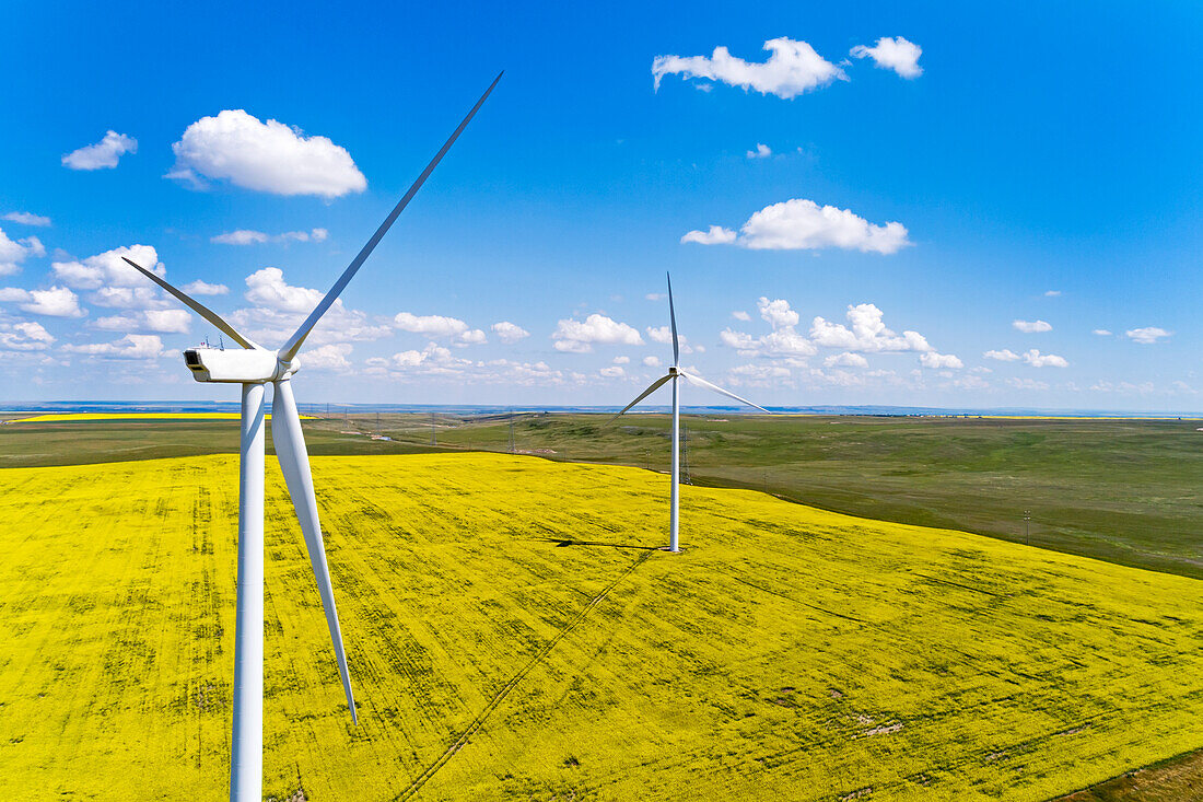 Large wind turbines and a flowering canola field with blue sky and clouds, East of Pincher Creek; Alberta, Canada