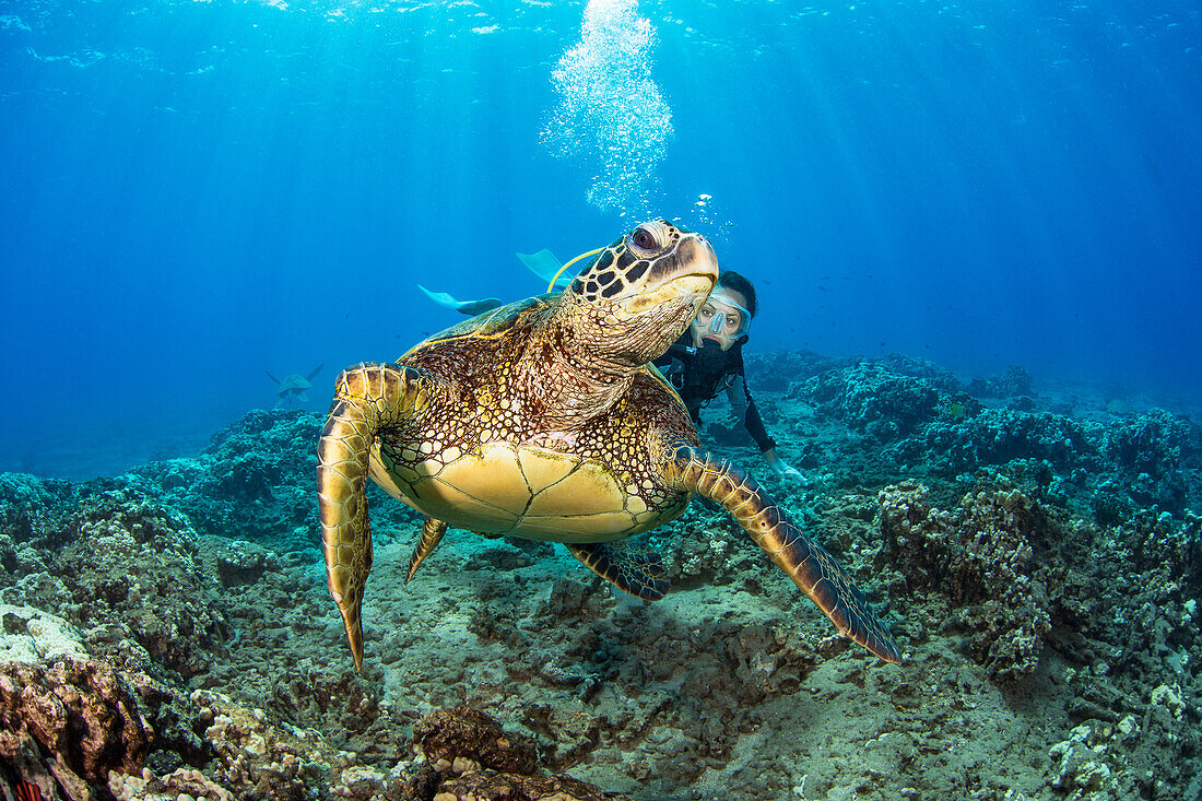 Grüne Meeresschildkröte (Chelonia mydas) und Taucher; Hawaii, Vereinigte Staaten von Amerika