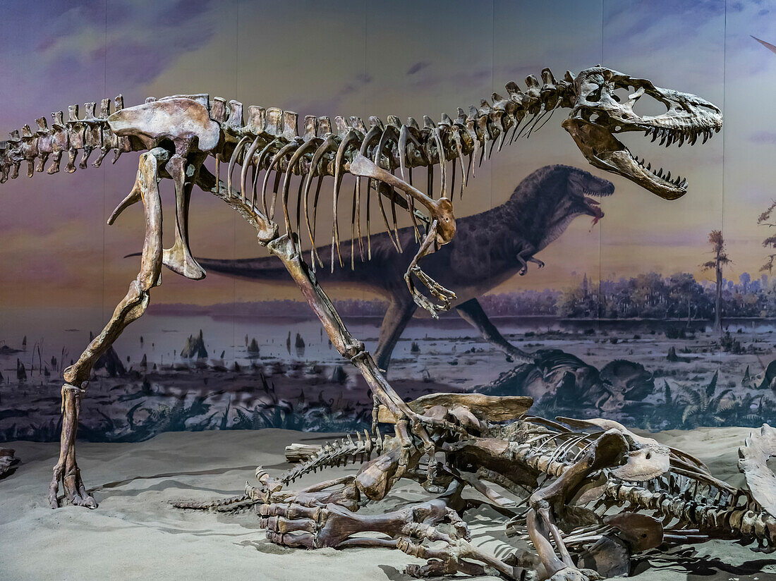 Royal Tyrrell Museum, das Zentrum für paläontologische Forschung, bekannt für seine Sammlung von mehr als 130.000 Fossilien; Drumheller, Alberta, Kanada