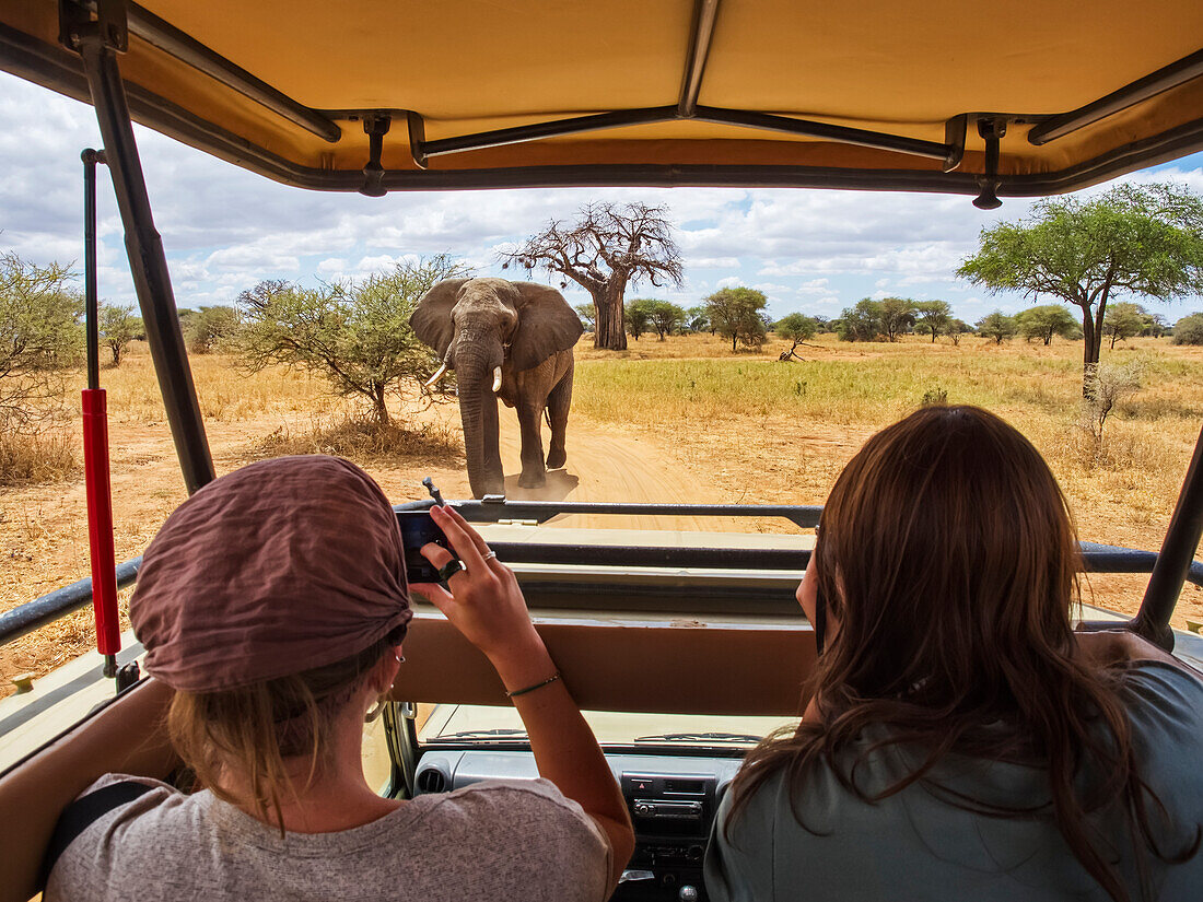 Weibliche Touristen betrachten und fotografieren einen afrikanischen Elefanten (Loxodonta africana), während sie in einem Safarifahrzeug sitzen, im Hintergrund der Baobab-Baum (Andansonia digitata); Tansania