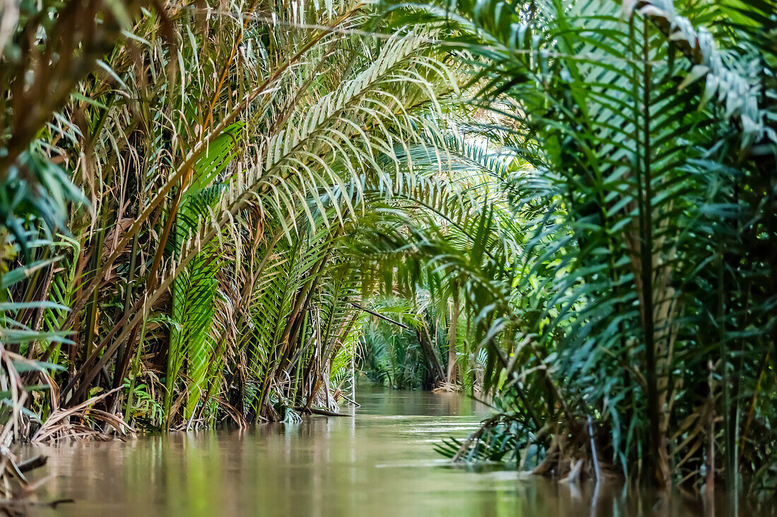 Ruhiger Mekong-Fluss mit üppigen grünen Palmwedeln, Mekong-Flussdelta; Vietnam