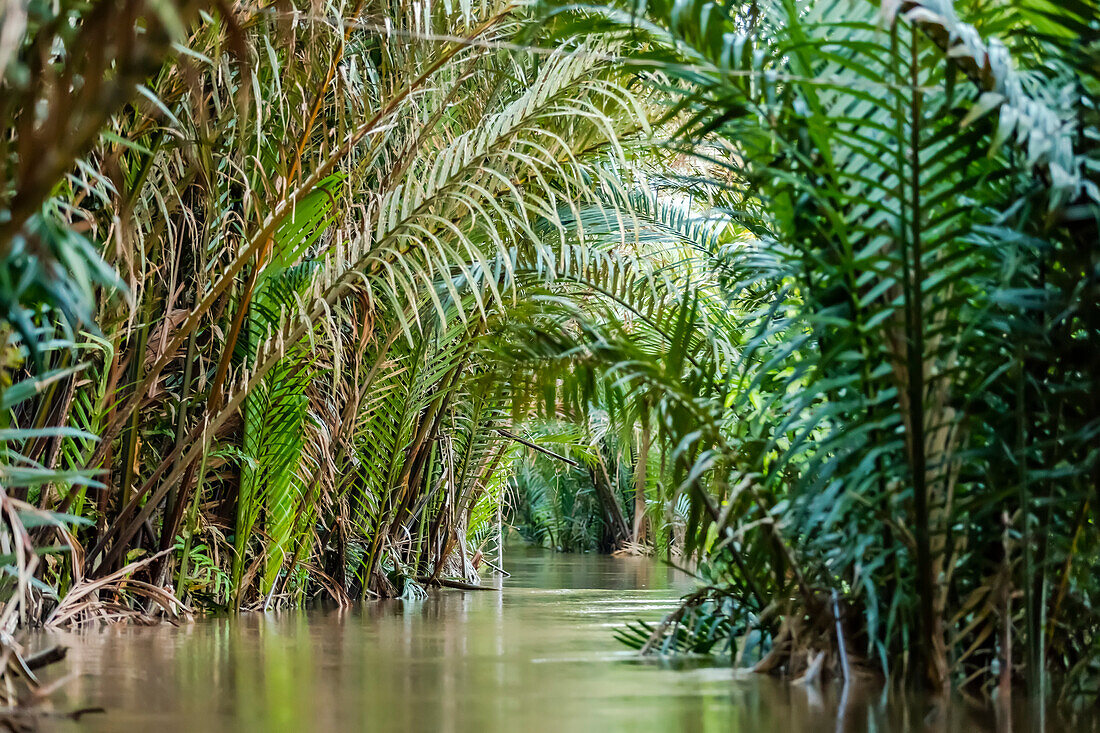 Tranquil Mekong River lined with lush green palm fronds, Mekong River Delta; Vietnam