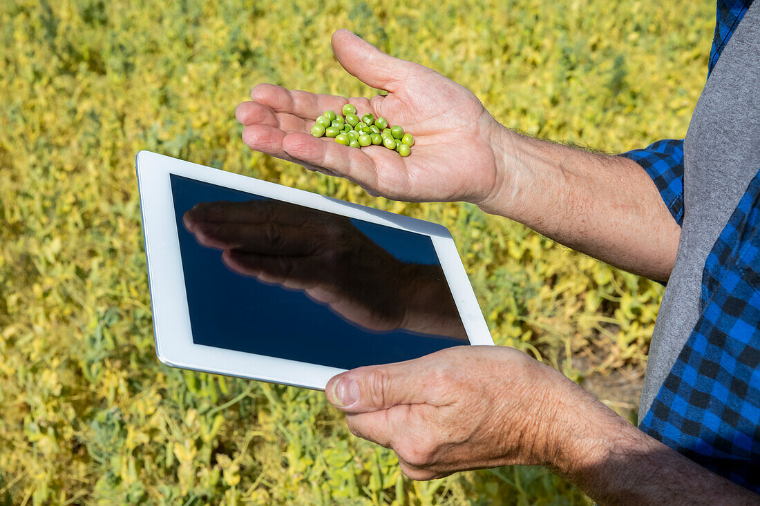 Ein Landwirt steht auf einem Feld und hält in der einen Hand ein Tablet und in der anderen Hand eine Handvoll Erbsen; Alberta, Kanada