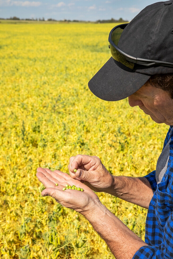 Ein Landwirt steht auf einem landwirtschaftlichen Feld und inspiziert eine Handvoll Erbsen; Alberta, Kanada